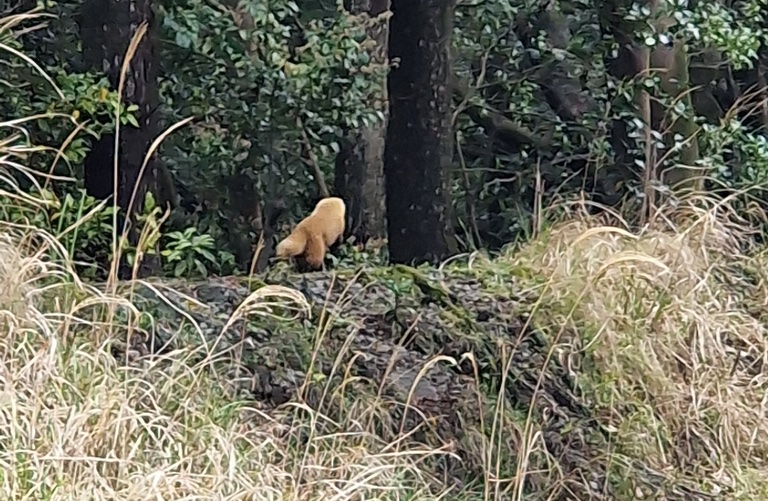 A furry small creature running close to the road