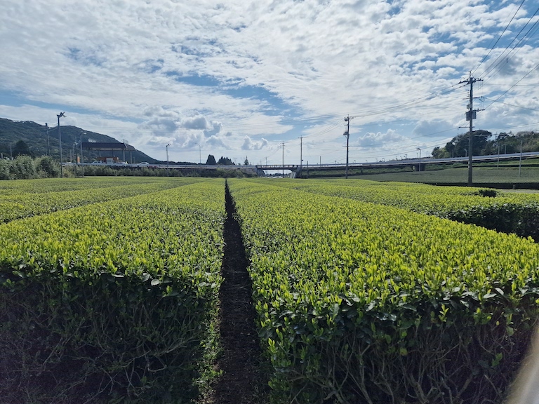 Rows of tea plants