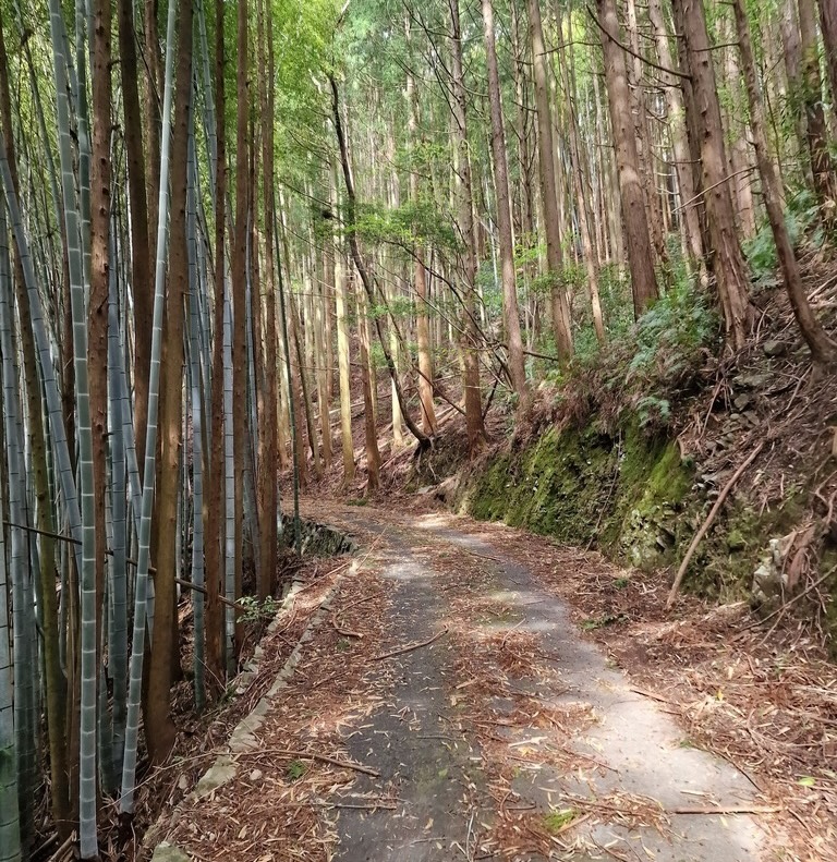 A barely visible road covered in bamboo leafs and bark