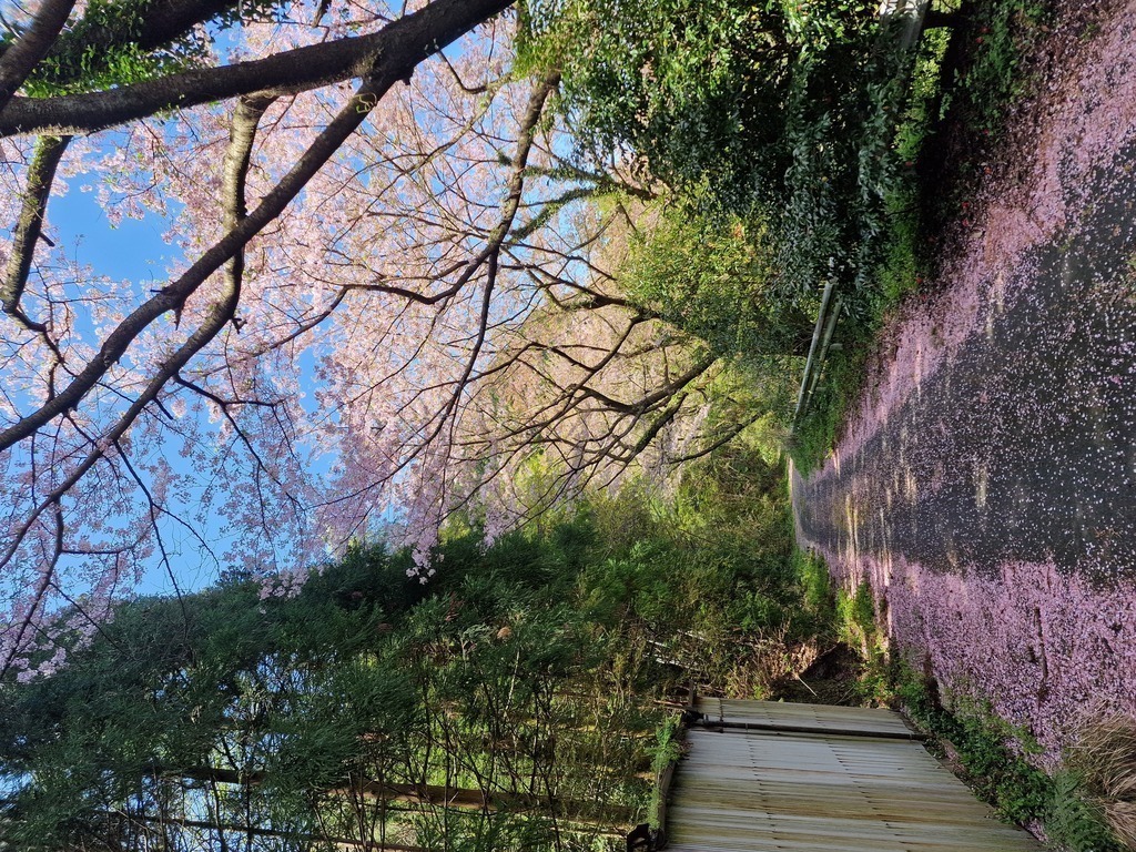 A small road covered in cherry blossom petals