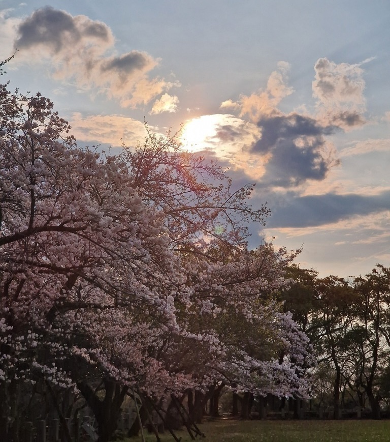 The sun going down behind cherry blossom