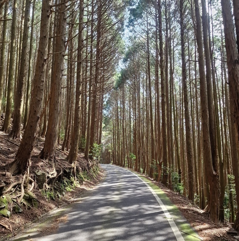 Nicely paved road with big trees on each side