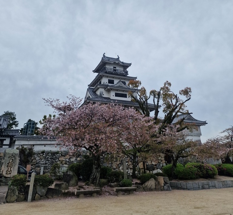 Imabari Castle partly hidden by a cherry blossom tree