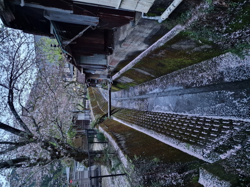 A back alley with a small river running, filled with cherry blossom petals