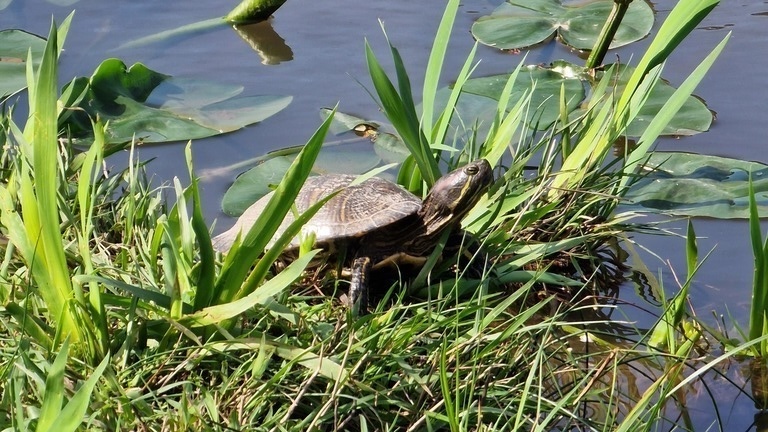 A turtle enjoying the sun