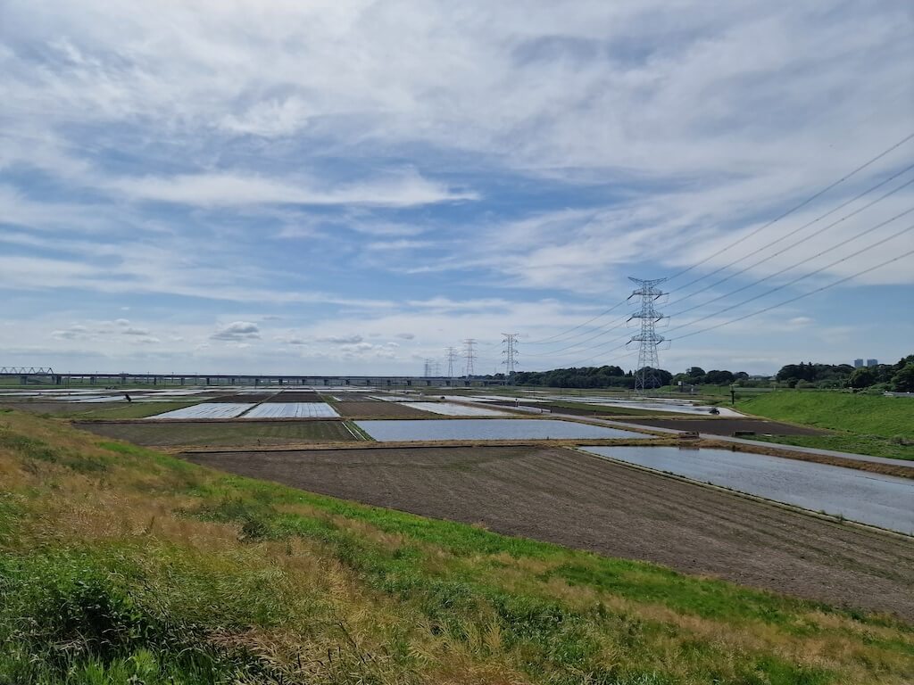 Endless view of rice fields