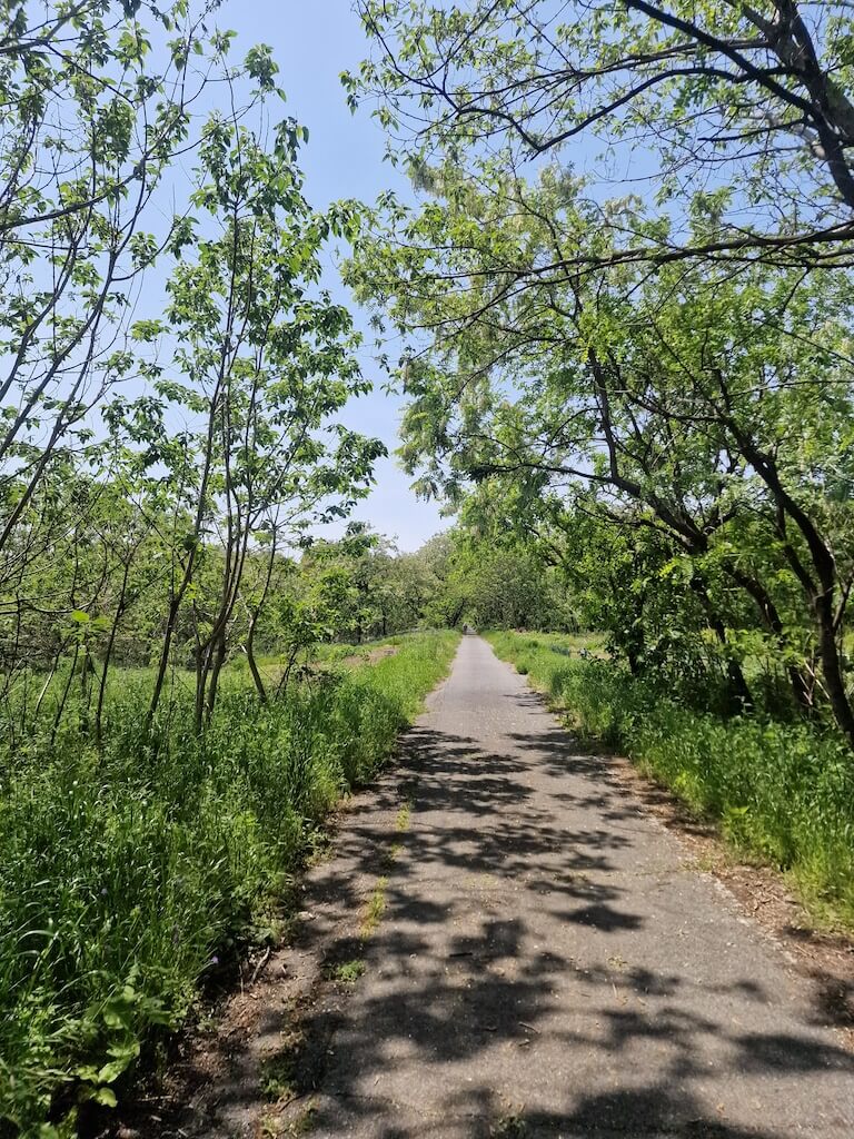 A narrow path through the forest