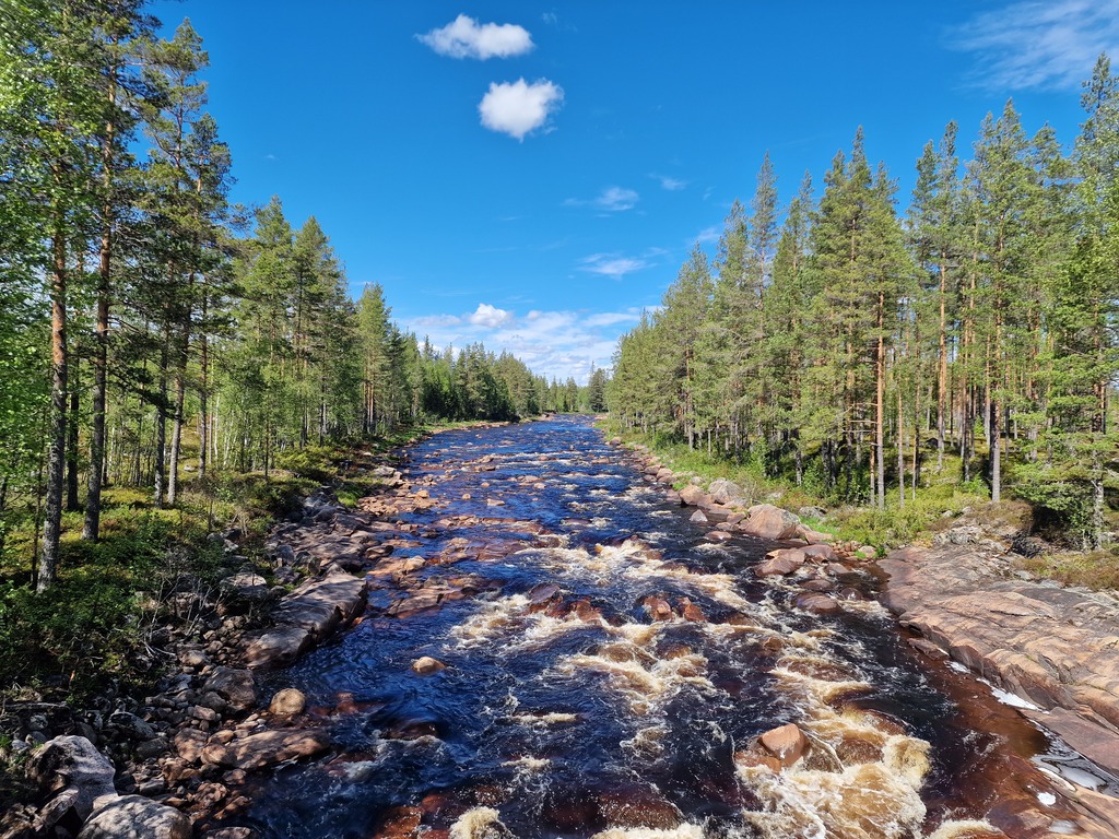 A brown river, colored from all the swamps.