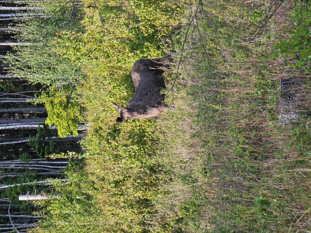A moose eating on the side of the road.