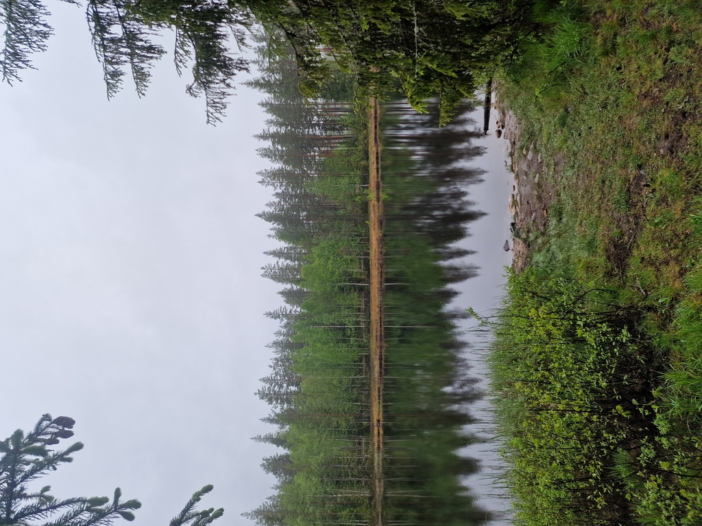 A silent lake with trees reflecting in the water. The clouds are gray, full of rain.