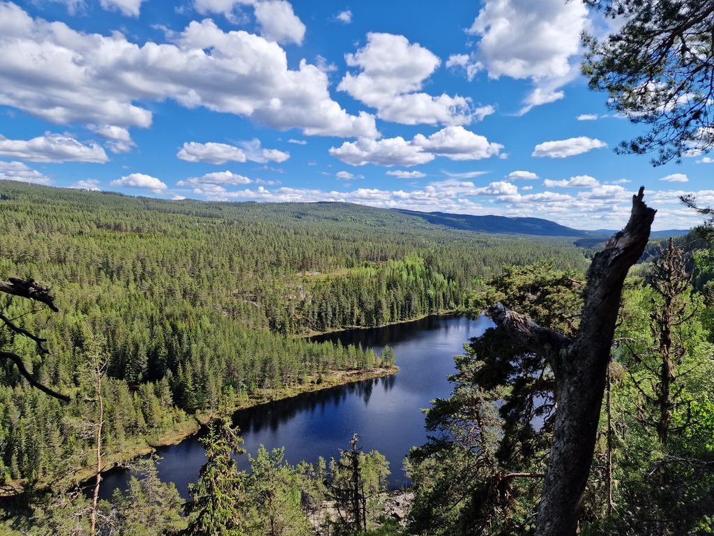 Looking from a view point you can see miles of trees.